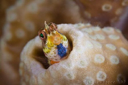Tiny blenny less than 20mm long.  Ningaloo Reef, Western ... by Ross Gudgeon 